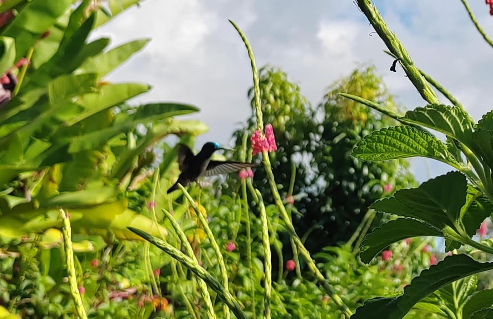Finca La Puesta Del Sol - Miramar De Sierpe Εξωτερικό φωτογραφία